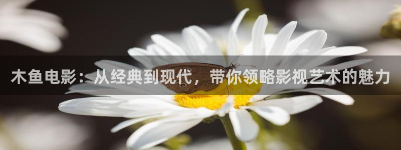 神马电影网dy：木鱼电影：从经典到现代，带你领略影视艺术的魅力