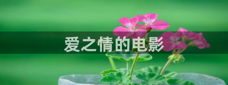 神马电影新视觉特片：爱之情的电影